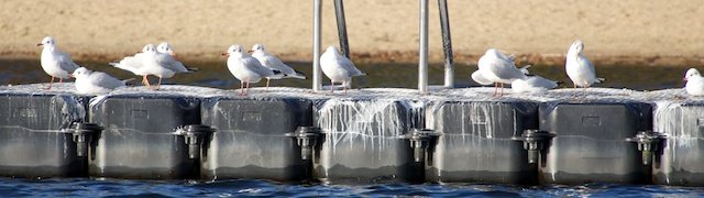 Martinsregatta 2014 (470er)