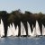 Martinsregatta 2014 (470er)